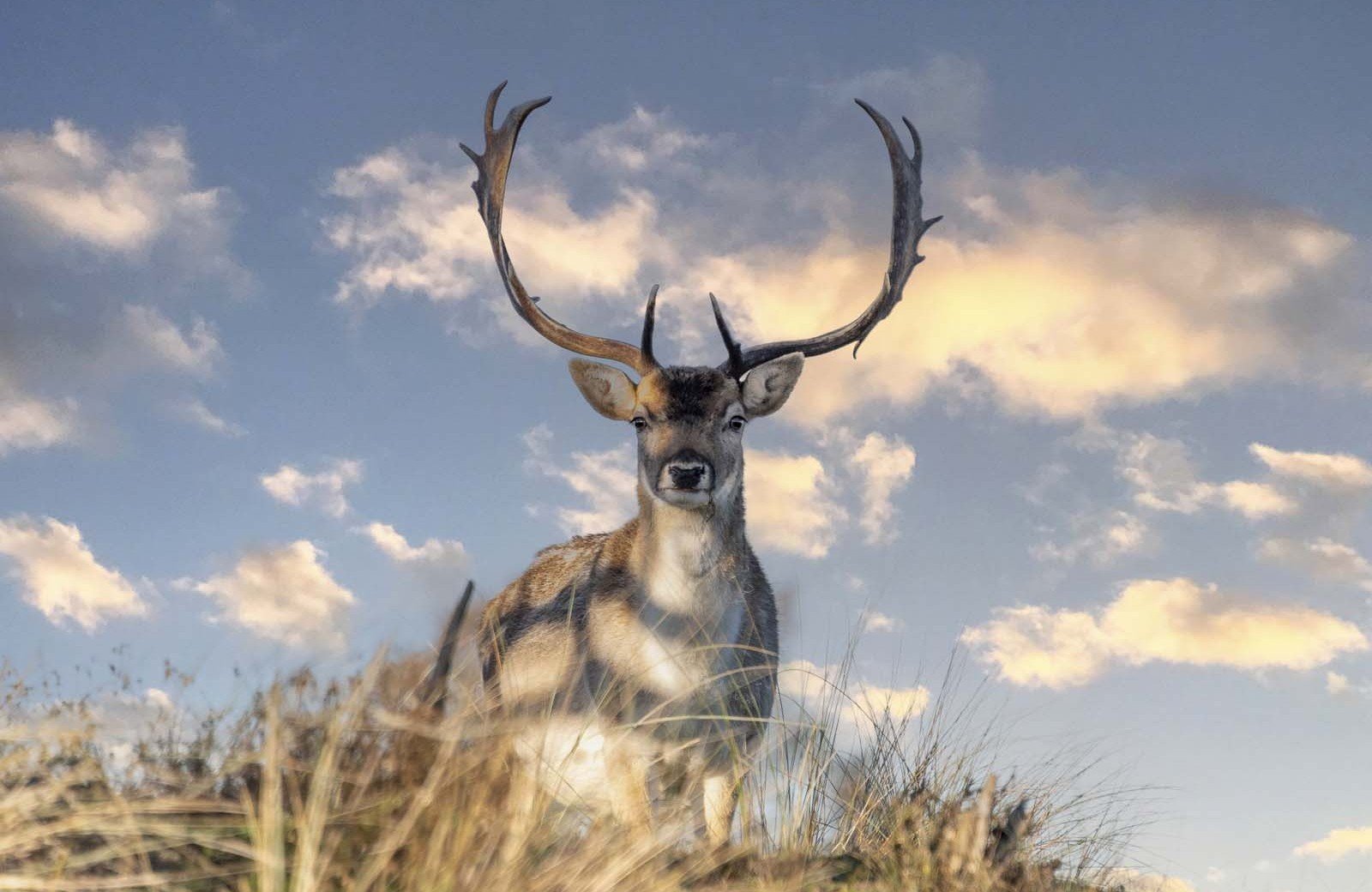 Die Magie<br/><span class="ivy-mode-font"> der Natur...</span>