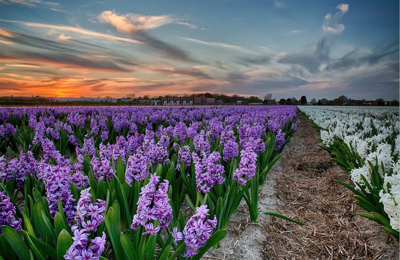 Die Magie<br/><span class="ivy-mode-font"> der Blumenregion…</span>