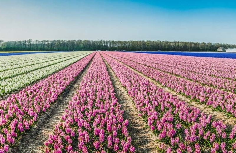 Lente in noordwijk hyacintenveld