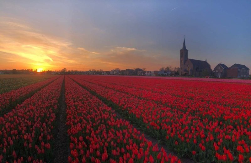 Tulpen in noordwijk